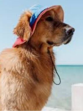 Pet Dog Bucket Hat in Beige - Sun Protection Hat for Dogs